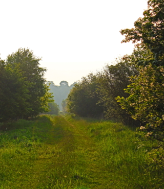 Organic farming systems: Agroforestry