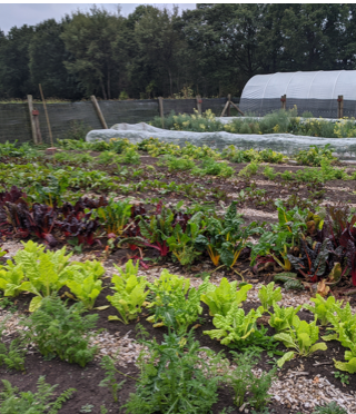 Organic farming systems: microfarming